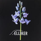 ELLIKER Rill Bluebell Print Short Sleeve T-Shirt in BLACK