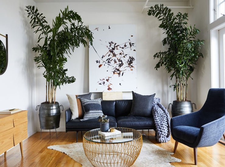 Decorating With Plants