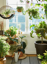 Decorating With Plants