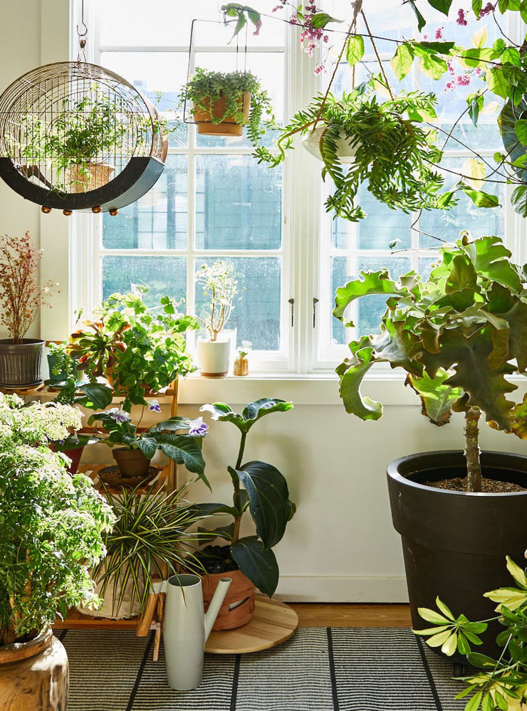 Decorating With Plants